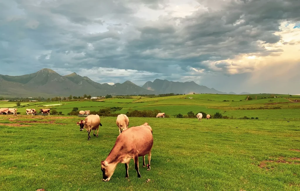 cows in a field grazing
