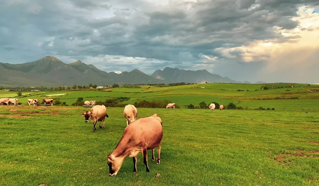 cows in a field grazing